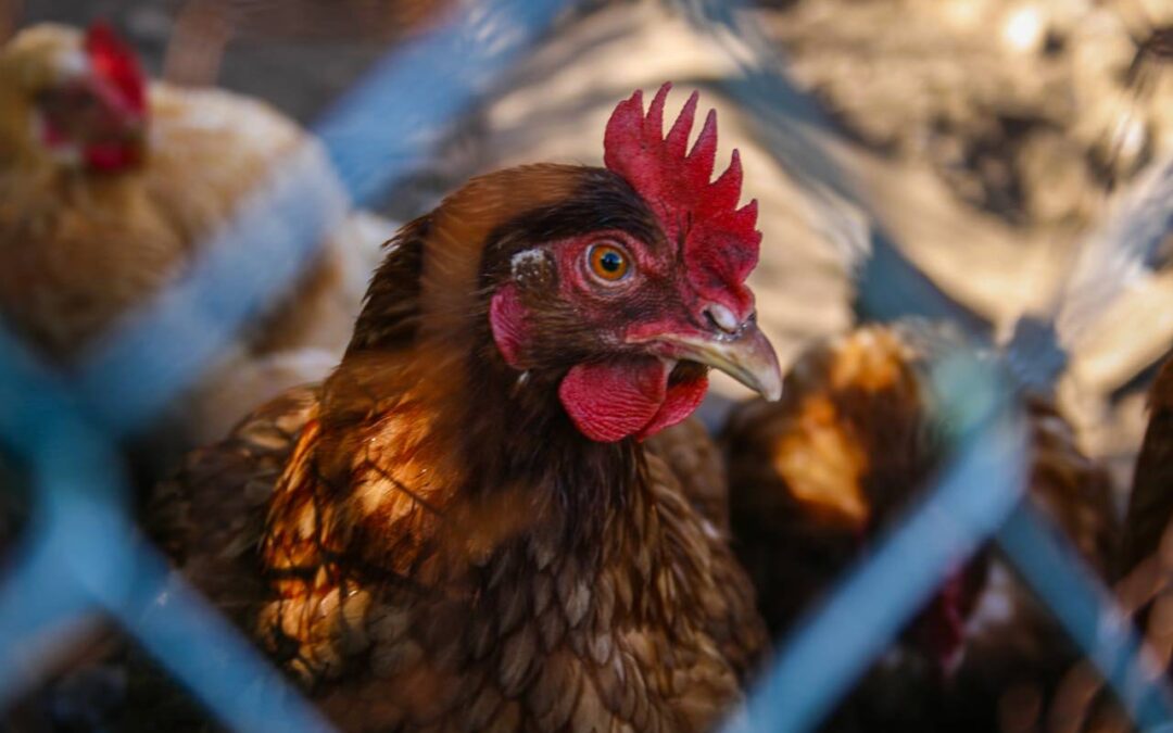 Zdravlje ljudi i životinja leži u kavezu